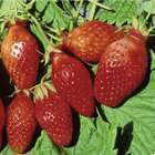 Plant de fraisier 'Ciflorette' : pot de 0,5 litre